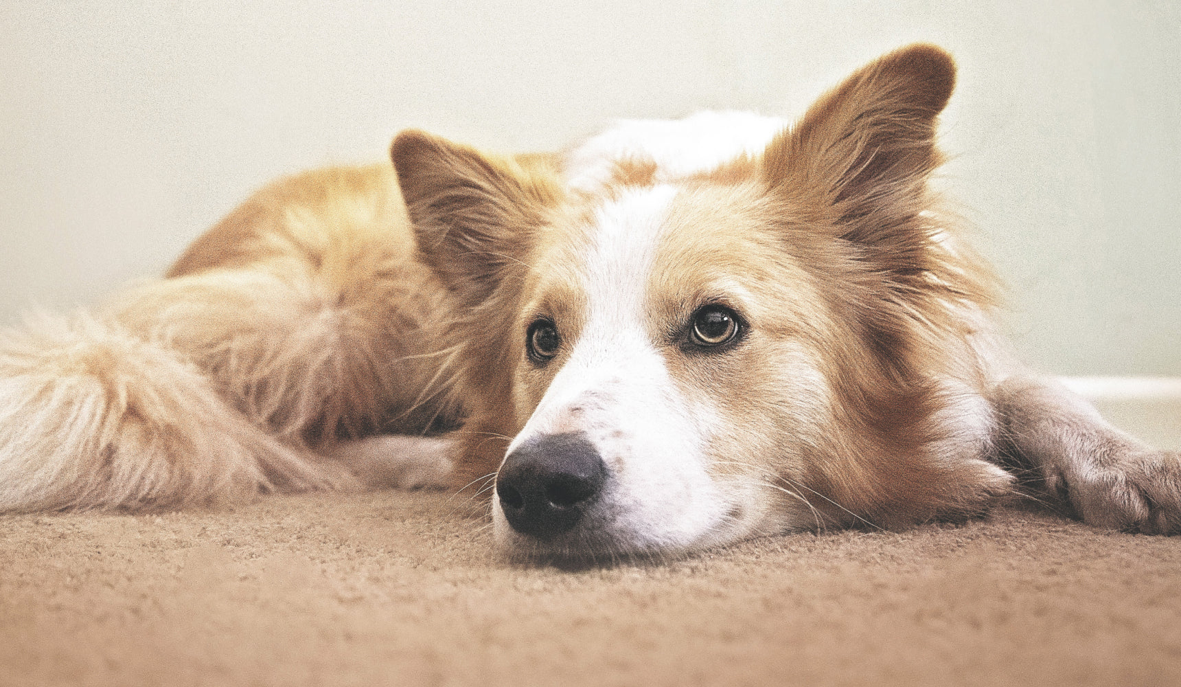 What carpets are best for pets?